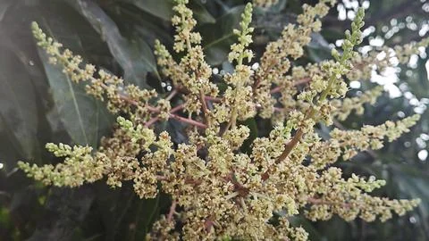 Mango tree flower. Stock Photos