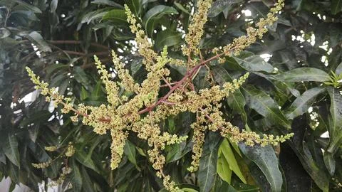 Mango tree flower. Stock Photos