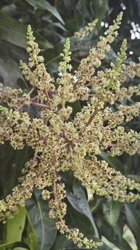 Mango tree flower. Stock Photos