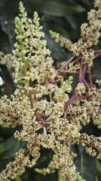Mango tree flower. Stock Photos