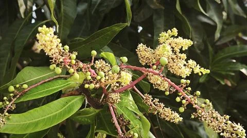 Mango tree flower. Stock Photos