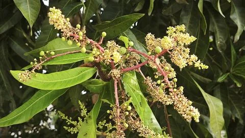Mango tree flower. Stock Photos