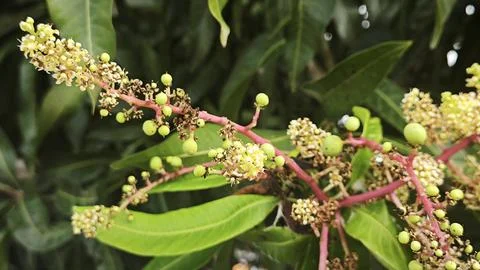 Mango tree flower. Stock Photos