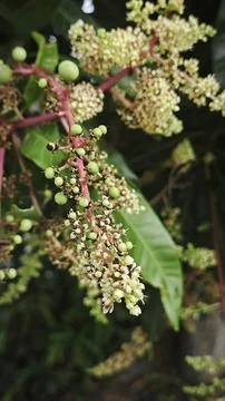 Mango tree flower. Stock Photos