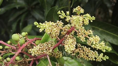 Mango tree flower. Stock Photos