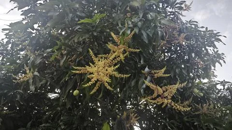 Mango tree flower. Stock Photos