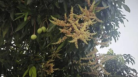 Mango tree flower. Stock Photos