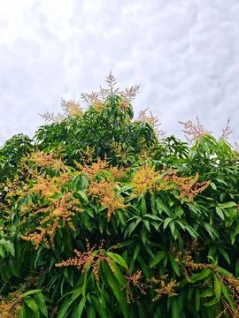 Mango Tree Flowering Tropical Bloom Stage Foto stock