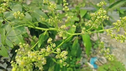 Mango Tree With Flowers Video stock 152573933