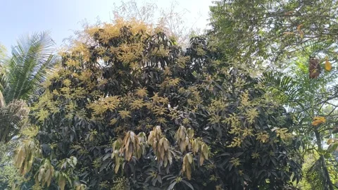 Mango tree flowers in full bloom. Видео 329399305