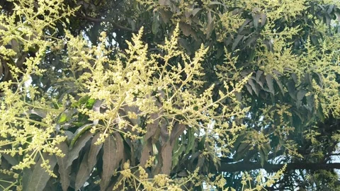 Mango tree flowers in full bloom. Stock Footage 329399306