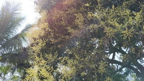 Mango tree flowers in full bloom. Видео 329399308