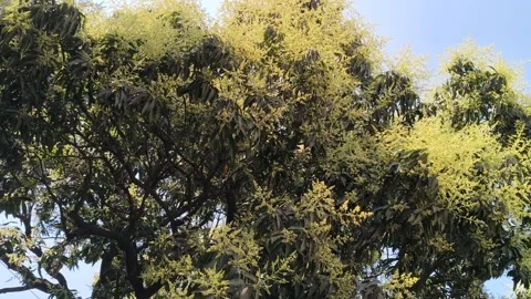 Mango tree flowers in full bloom. 库存影片 329399313