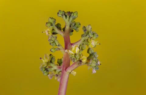 Mango Tree Flowers Stock Photos
