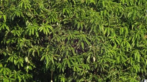 Mango Tree Foliage Background with Green Mango Fruits Swaying in Breeze Видео 333436005