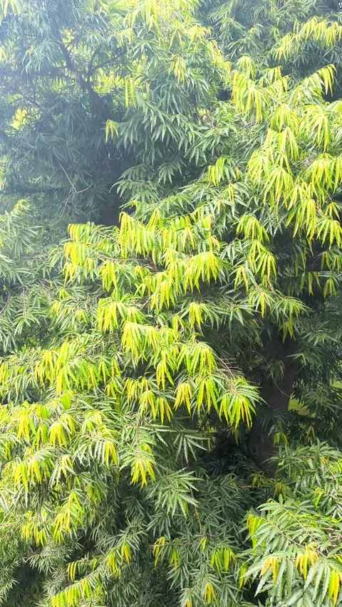 Mango Tree Foliage, Fresh Green Leaves, Tropical Orchard, Lush Nature Backg.. Video stock 336919675