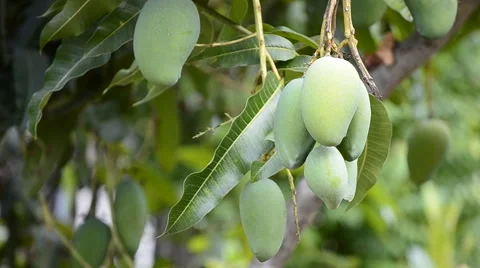 Mango On Tree Stock Footage 51663683