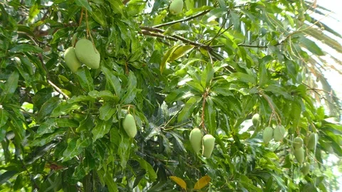 Mango on the tree Stock-Footage 91158620