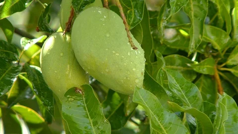Mango on the tree Stock Footage 91158680