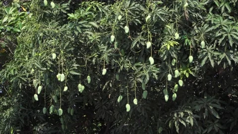 Mango Tree Video stock 130855252