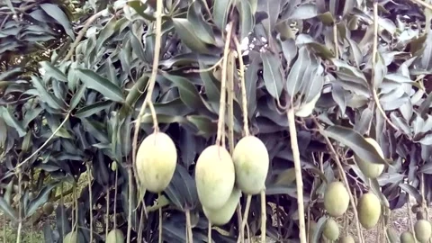 Mango Tree Video stock 155701896