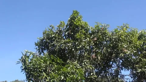Mango tree Stock Footage 201735119