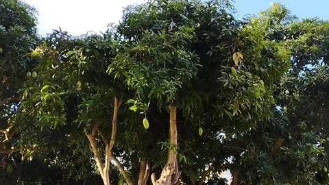 Mango tree Stock Footage 217357987