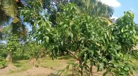 Mango tree Stock Footage 231953423