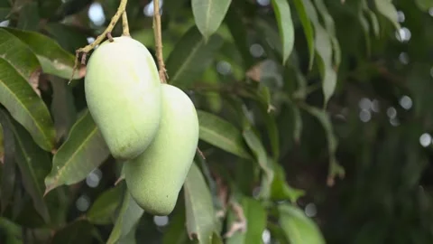 Mango in the tree Stock Footage 240216964