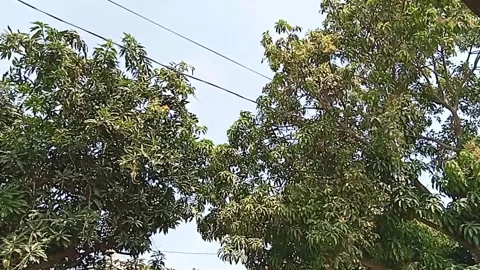 Mango tree Stock Footage 242748310