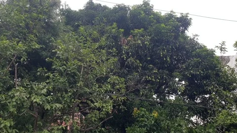 Mango tree Stock Footage 281938022