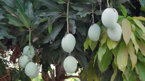 Mango on the tree Stock Footage 292616707