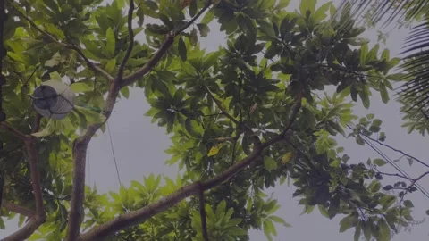 Mango Tree Stock Footage 343530115
