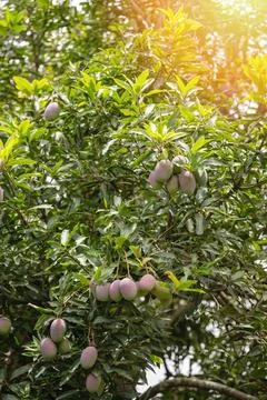Mango tree with fresh mangoes hanging in sunlight Stock Photos