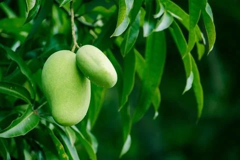 Mango on the tree Is a fruit with both sweet and sour taste Stock Photos