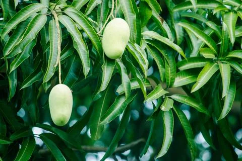 Mango on the tree Is a fruit with both sweet and sour taste Stock Photos