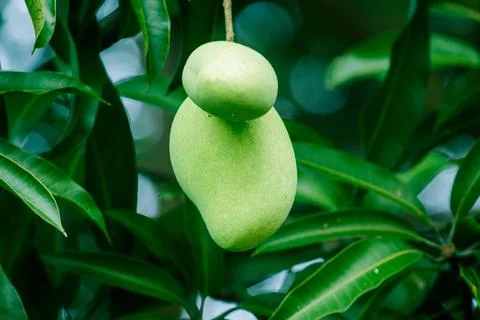 Mango on the tree Is a fruit with both sweet and sour taste Stock Photos
