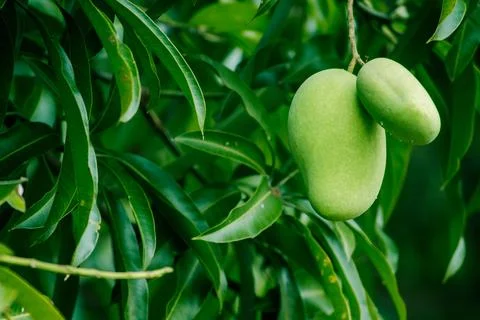 Mango on the tree Is a fruit with both sweet and sour taste Stock Photos