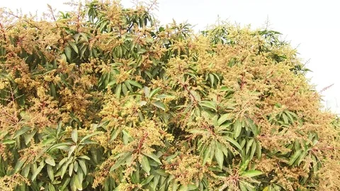 A mango tree in full bloom Stock Footage 75048942