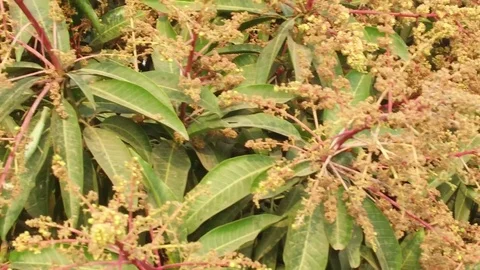 A mango tree in full bloom Stock Footage 75048961
