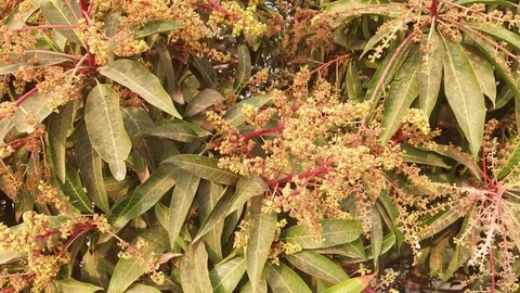 A mango tree in full bloom Stock Footage 75048974