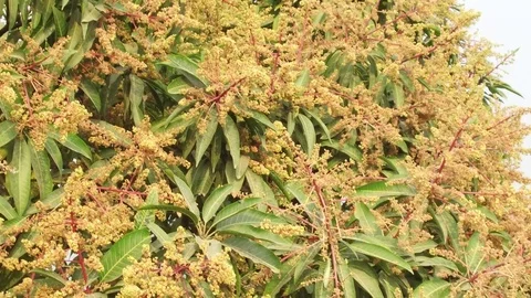 A mango tree in full bloom Stock Footage 75048978