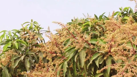 A mango tree in full bloom Stock Footage 75048981