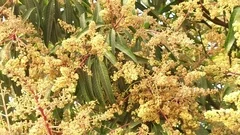Footage of a Mango Tree in Full Bloom Stock Photo - Image of aromatic,  fresh: 115628698