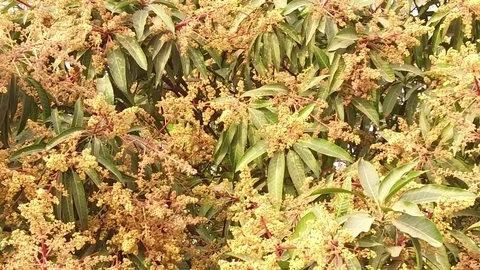 A mango tree in full bloom Stock Footage 75049032