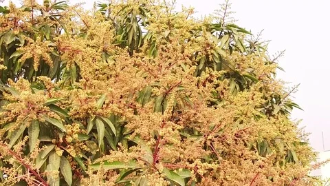 A mango tree in full bloom Stock Footage 75049041