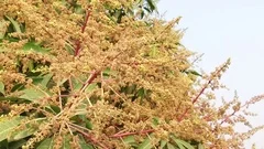 Footage of a Mango Tree in Full Bloom Stock Photo - Image of aromatic,  fresh: 115628698