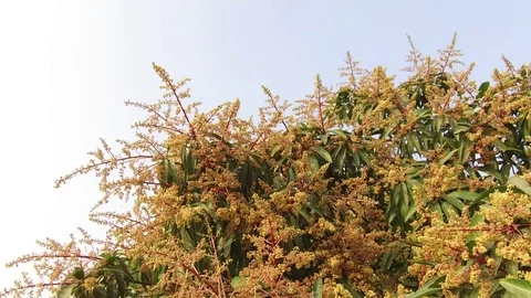 A mango tree in full bloom Stock Footage 75049062