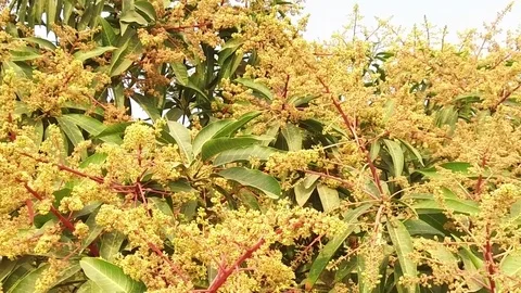 A mango tree in full bloom Stock Footage 75049080