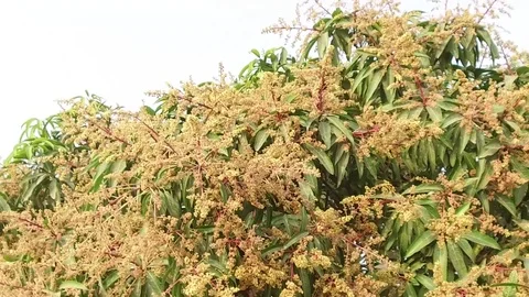A mango tree in full bloom Stock Footage 75049081